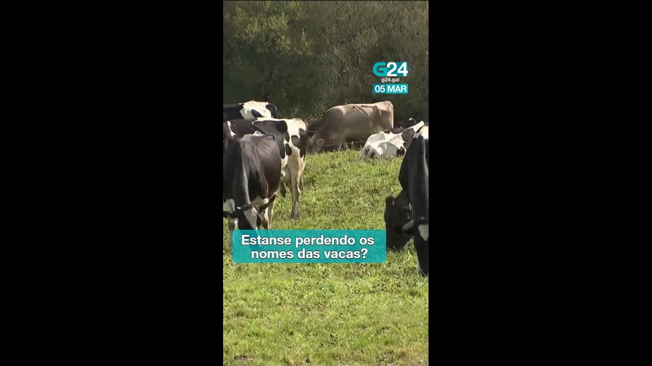 Pedroche, Gayoso, Netflix... son algúns dos nomes máis curiosos que lle poñen agora ao gando galego