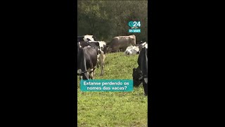 Pedroche, Gayoso, Netflix... son algúns dos nomes máis curiosos que lle poñen agora ao gando galego