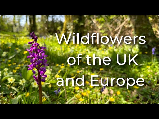 Wildflowers of the UK and Europe (Part 4) - YouTube