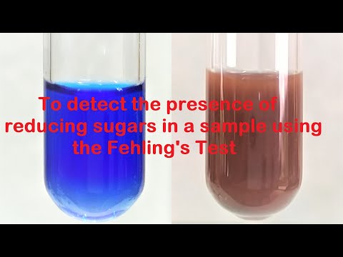 Fehling&rsquo;s test for Reducing Sugars | Urine Glucose Test | Fehlings Test for Glucose
