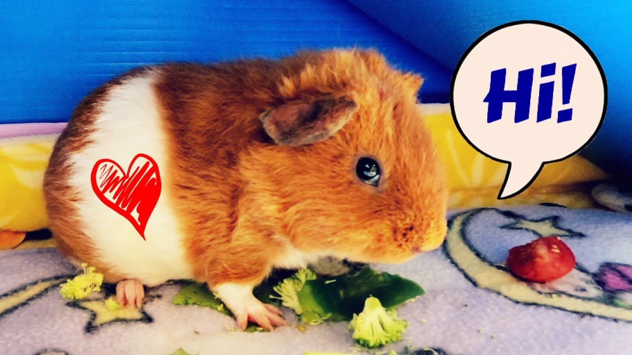 Cute Guinea Pig Eating Broccoli YouTube