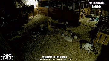 🐐 Live Pregnant Goat Barn - Syman Says Farms - Come On In 🐐