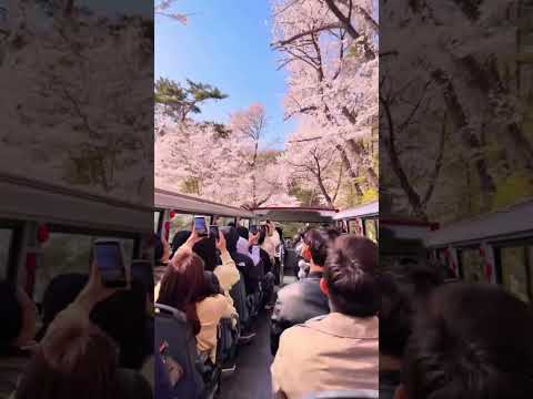 여기가 서울 맞아? 서울시티투어버스 타고 환상적인 벚꽃 여행 즐기기 🌸🚌 #shorts #서울시티투어버스 #벚꽃 #서울시 #서울 #SEOUL