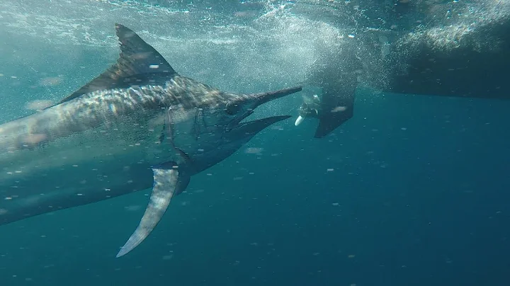 IFISH for Marlin in Port Stephens