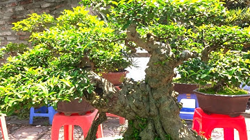 Nhiều cây đẹp, độc đáo, giá tiền bao nhiêu vậy - Prices of bonsai tree at Long Bien bonsai market