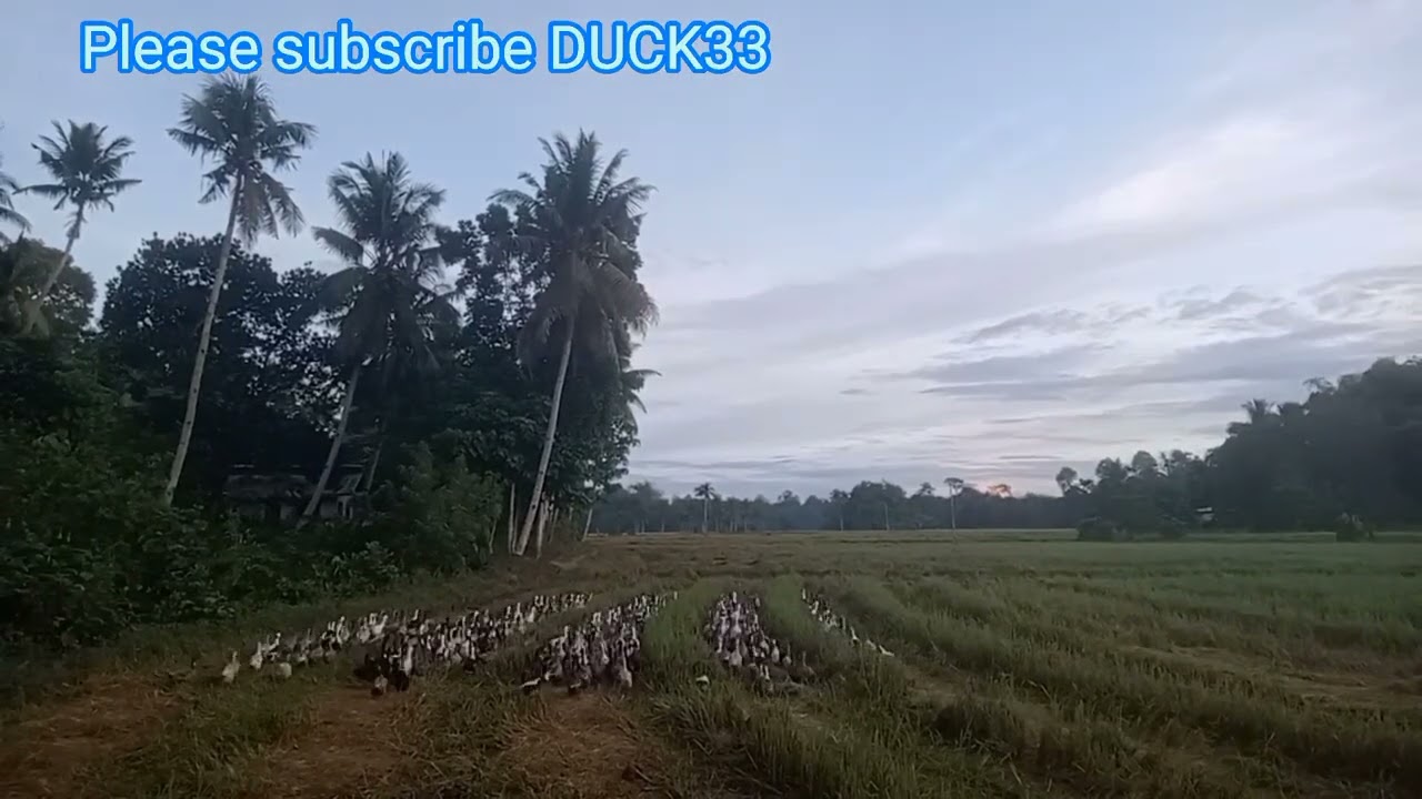 mga kaduckers may laban pa po tayoga kaduckers