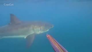 The Most Incredible Shark Encounters Ever Captured on Camera