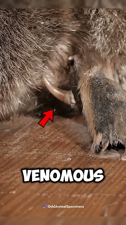 This Animal Shouldn’t Exist But It Does #sciencefacts #facts #science