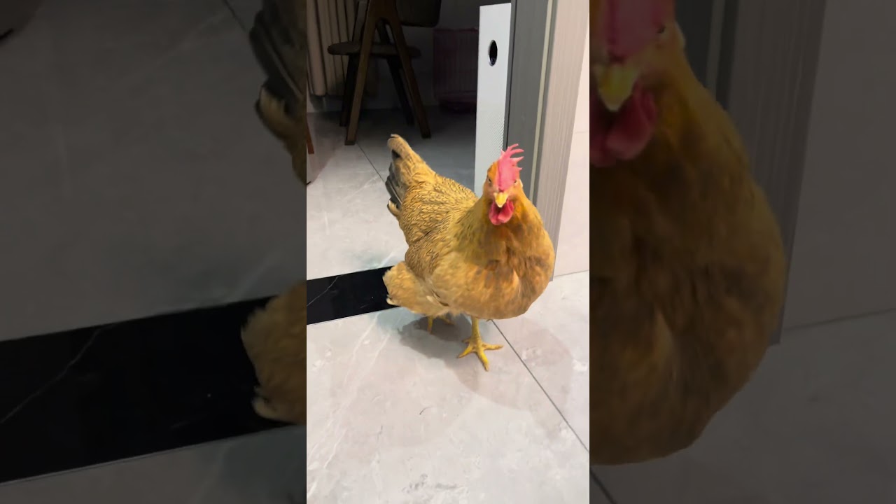 That's how trusting it is🤣🐥 Cute pets Pet chickens Never expected confusing behavior of animals