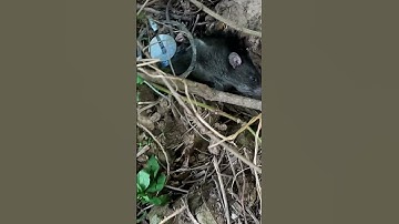 Bẫy Chuột Cống Nhum Tưởng Không Dễ Mà Dễ Không Tưởng #HiếuRâuVlog