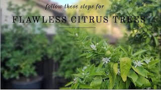 PART #1 Citrus Tree Health Tips | Lots Of Information