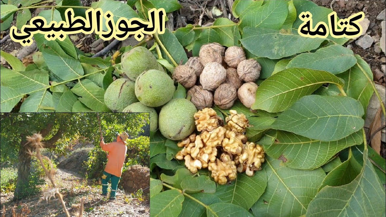 شاهدو معي جني شجرة الجوز في جبال الريف المغرب ketama