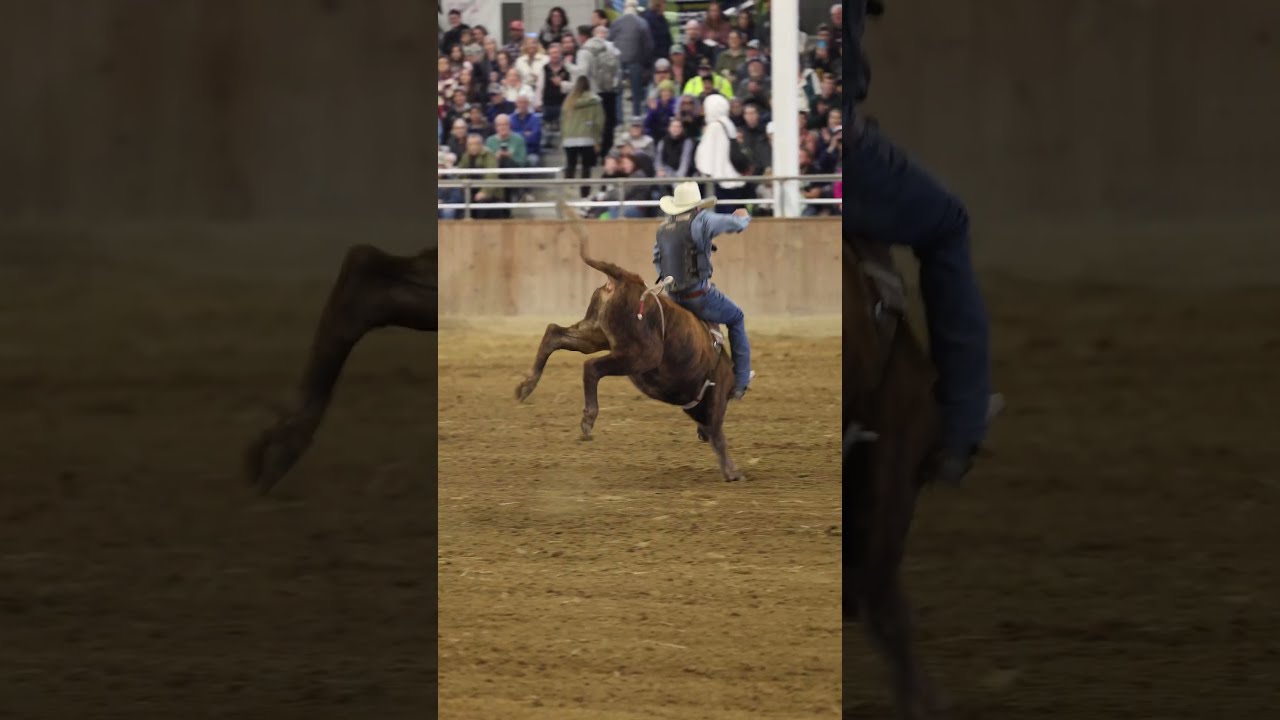 72 Point Bull Ride Rodeo Bullriding Farmlife