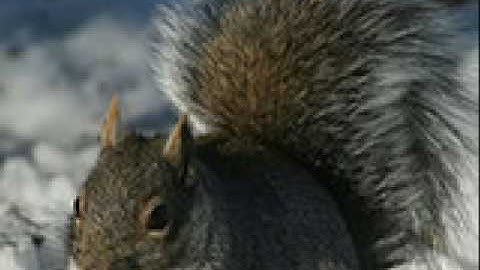 Squirrels, Squirrels, Squirrels!