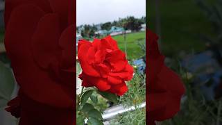 Beautiful Red Rose 🌹#popi'sgarden#shorts#youtube#flowers#gardening