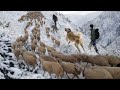 KIŞIN DAĞLARDA ÇOBANIN BAŞINA BELA OLAN KURTLAR !! HD BELGESEL