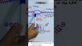 central dogma part1