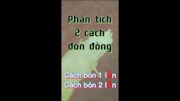Chia sẻ 7 - Có 2 cách bón phân đón đòng.