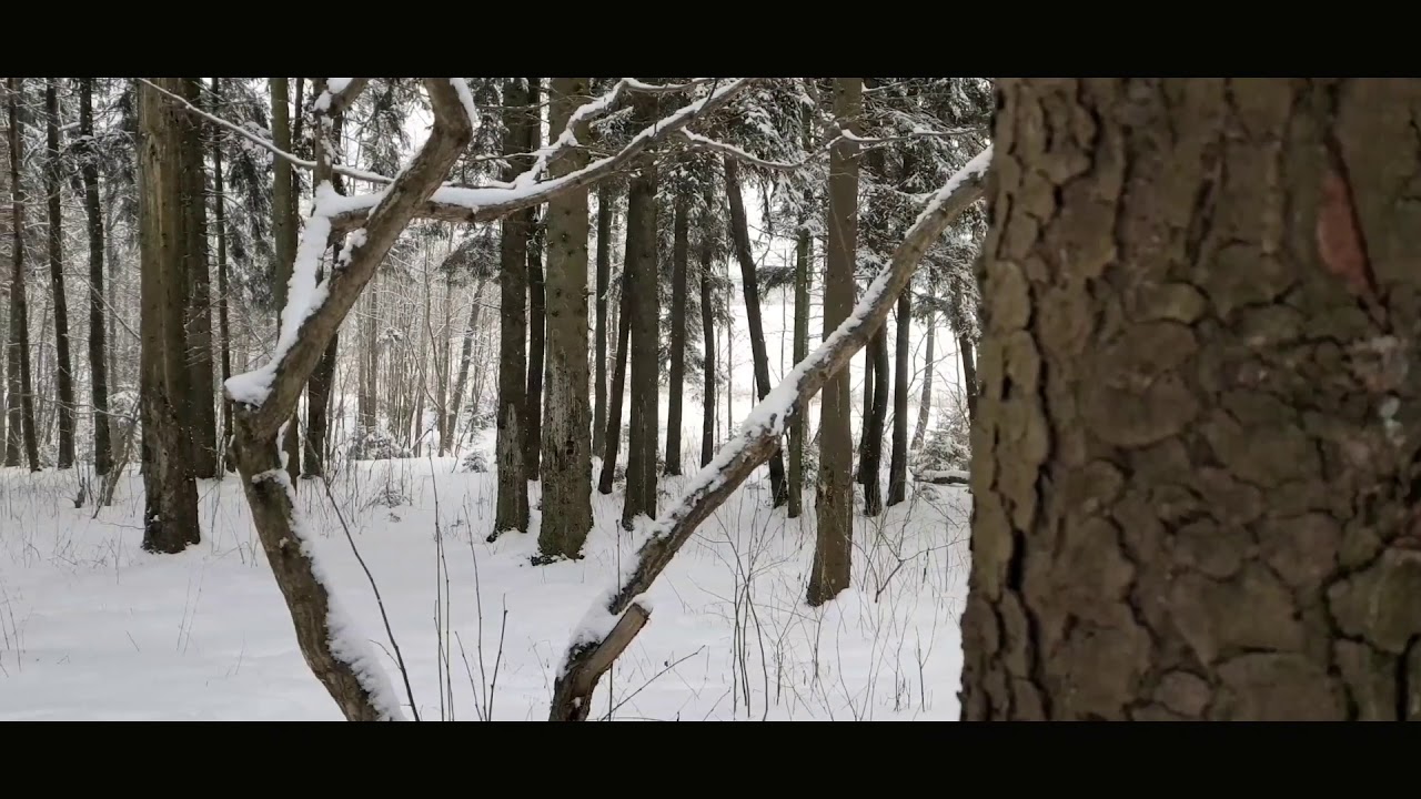 Winter forest. Cinematic footage Samsung Galaxy S7.