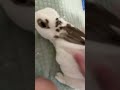 Cute bunny #funny #memes 