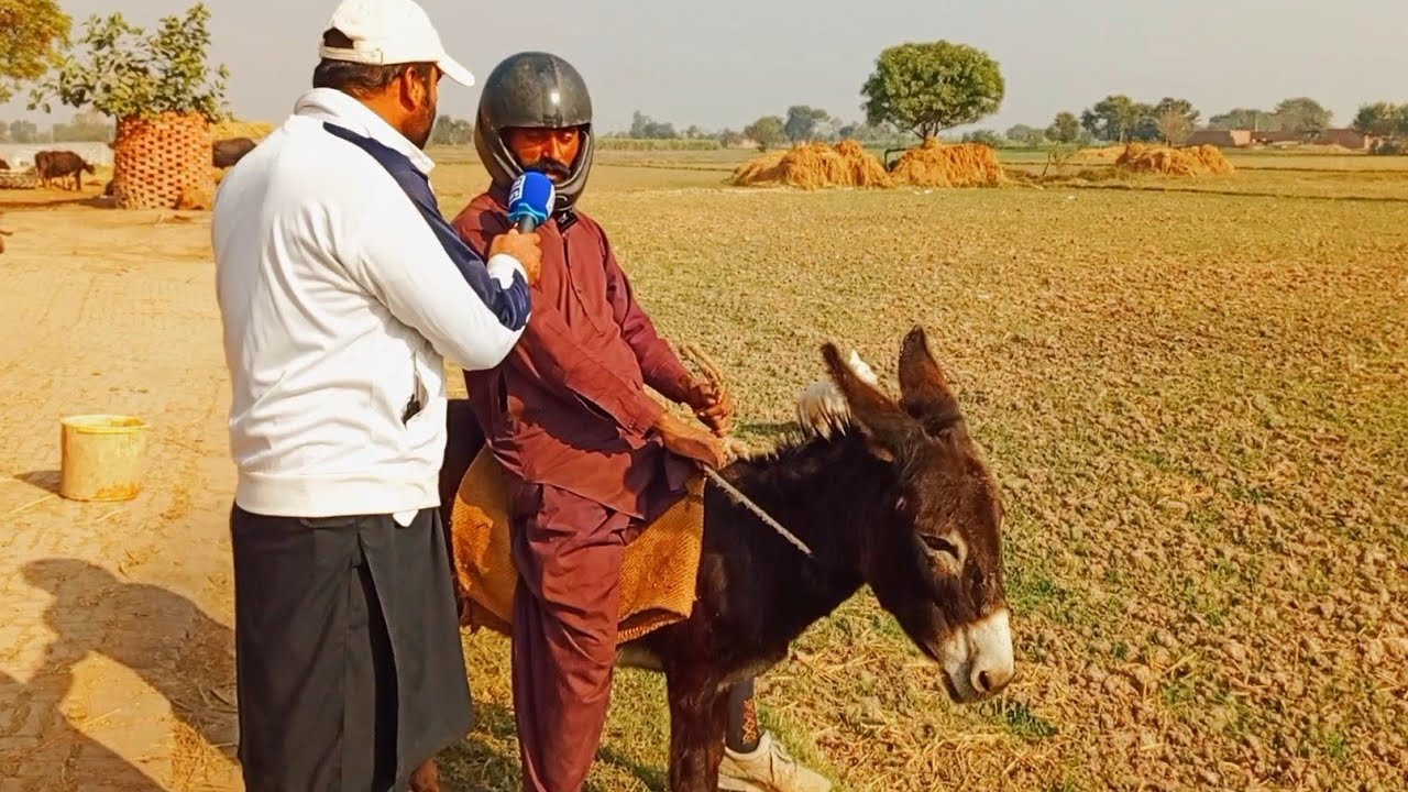 Helmet Is Necessary When Riding On Donkey | Bluelane News