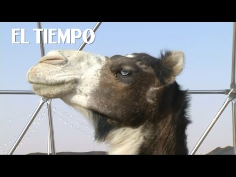 Vídeo: Botox Prohibido Del Concurso De Belleza De Camellos