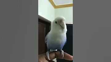 روز هدد مجنوون 