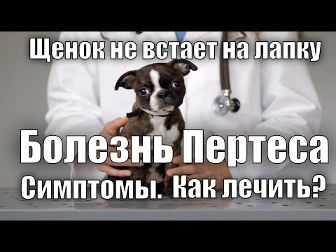 Щенок не встает на заднюю лапку. Болезнь Пертеса.