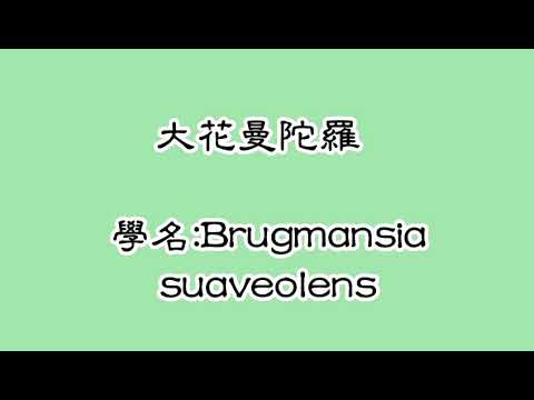 第五十三集: 大花曼陀羅 Brugmansia suaveolens