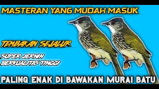 Masteran sejalur paling mudah di bawakan murai batu