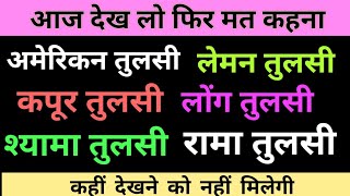 लेमन तुलसी & कपूर तुलसी & लोंग तुलसी & अमेरिकन तुलसी & श्यामा तुलसी का पेड़ कैसा होता है |