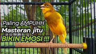 Kenari Gacor Cuit Cuit Birahi Untuk Pancingan  Masteran Kenari Paud Agar Bunyi