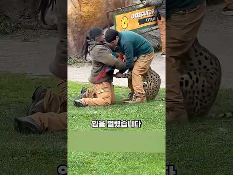 특이 식성 <strong>표범</strong>, 사육장을 탈출합니다