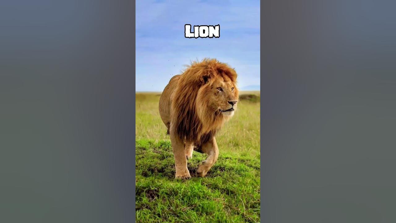 Animals That Will Be Extinct By 2025 YouTube