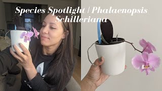 Species Spotlight | Phalaenopsis Schilleriana - How to Bloom & Care for this Orchid