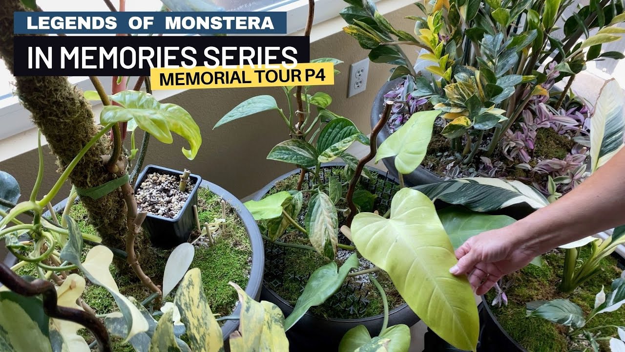 [Tour Finale] P4. Memorial Plant Tour with the Last of Jack's Favorite Plants | In Memories Series