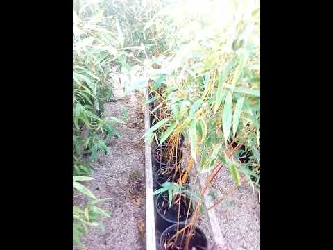 Βίντεο: Φυτρώνει το μπαμπού στο Spokane;