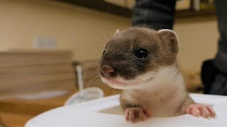 Meet My New Stoat | Live Q&A | Rescued & Returned to the Wild | Robert E Fuller