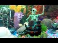 Freshwater Fish tank with Several Penn Plax Action Air Toys