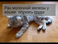 Рак молочной железы у кошки: опухоль груди