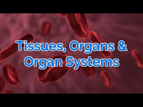 GCSE Biology   Organisation   Tissues, Organs & Organ Systems