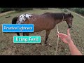 Better Horse Communication