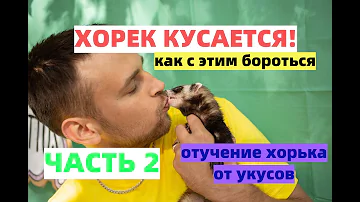 Хорёк кусается/ Часть 2/ Как отучить хорька кусаться