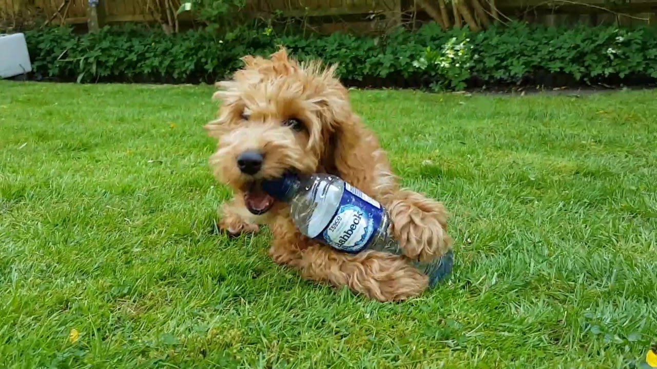 dog chewing on water bottle