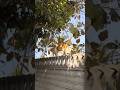 chochothetiger khane ke#cat #angrytiger #catvideos #funnycat#cute #funnyanimal #funny #kitty