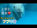 上手に深く浸水出来るフブキ君❤️生後半年のホッキョクグマの赤ちゃん2021年7月9日男鹿水族館GAO