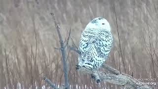 Mississippi River Flyway - Snowy Owl - full length close up visit\/ explore.org 1\/8\/22