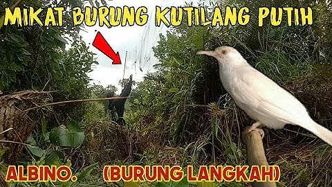 MIKAT BURUNG TRUCUKAN ALBINO || Mikat Burung Seharga mobill