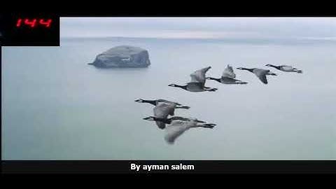 الشيخ محمود الطبلاوى سورة التكاثر