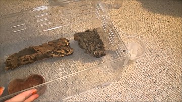 True Spider Unboxing from Ken the Bug Guy